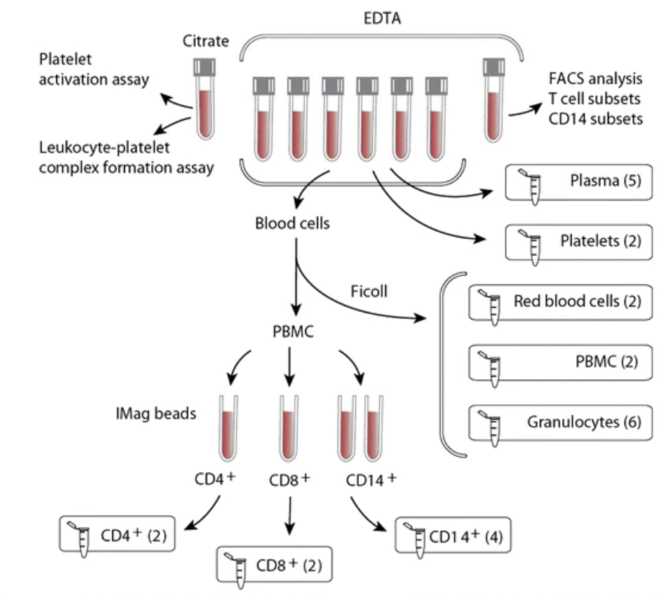 Scheme of how blood sampling for CTMM CC cohort was done